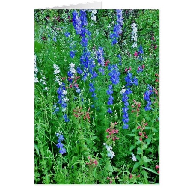 Texas Vild Flowers Hälsningskort (Framsidan)