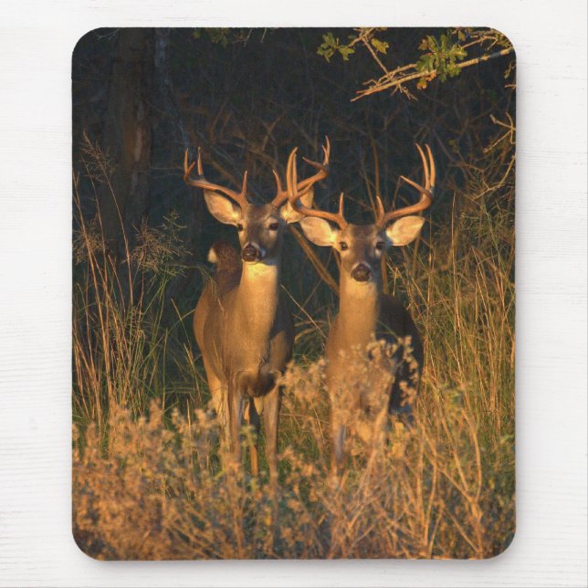 Texas Whitetails Musmatta (Framsidan)