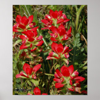 Texas Wildblomma Poster