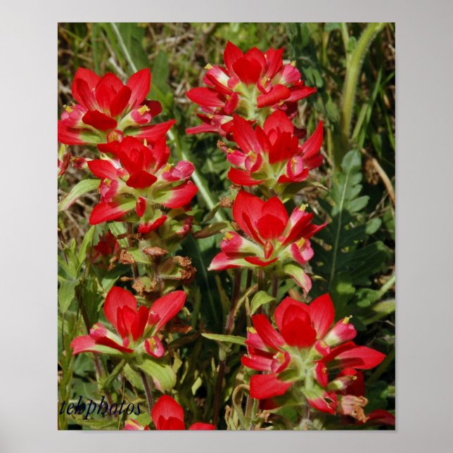 Texas Wildblomma Poster (Framsidan)