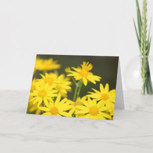 Texas Wildblomma: Tidigt Vår Golden Ragwort Kort