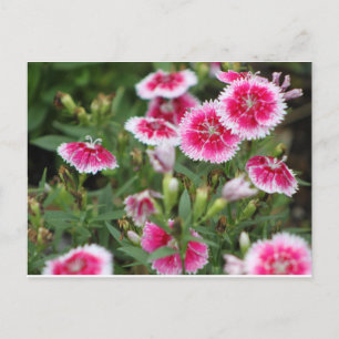 Texas Wildblommor Vykort