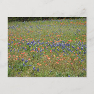 Texas Wildblommor Vykort