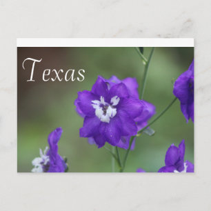 Texas Wildblomstervykort-Lila Wildblomma Vykort
