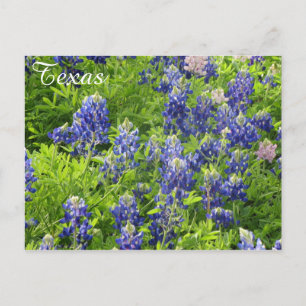 Texas Wildblomstervykort-Texas Bluebonnets Vykort