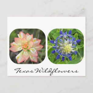 Texas Wildblomvykort Vykort