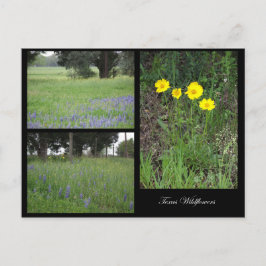Texas Wildblomvykort Vykort