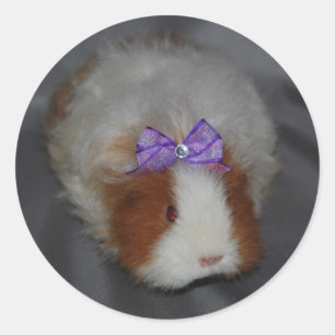 Texel Guinea Gris med bog Runt Klistermärke