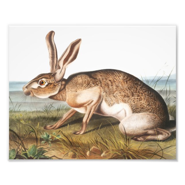 Texian Hare (Lepus Texianus) Fototryck (Framsidan)