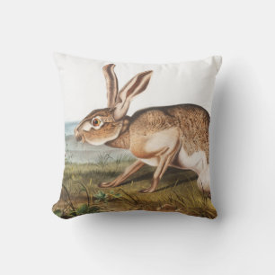 Texian Hare (Lepus Texianus) Kudde