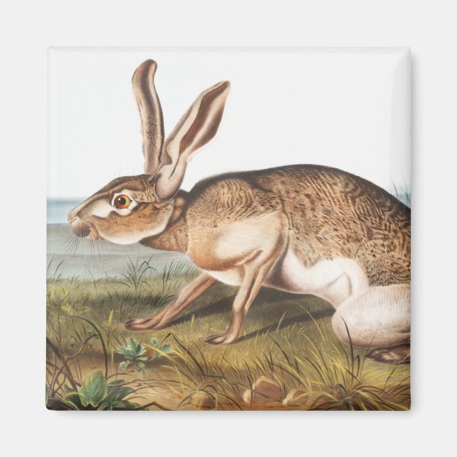Texian Hare (Lepus Texianus) Magnet (Framsidan)