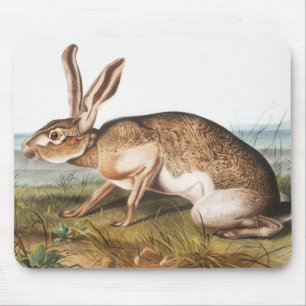 Texian Hare (Lepus Texianus) Musmatta