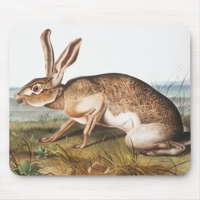 Texian Hare (Lepus Texianus) Musmatta (Framsidan)