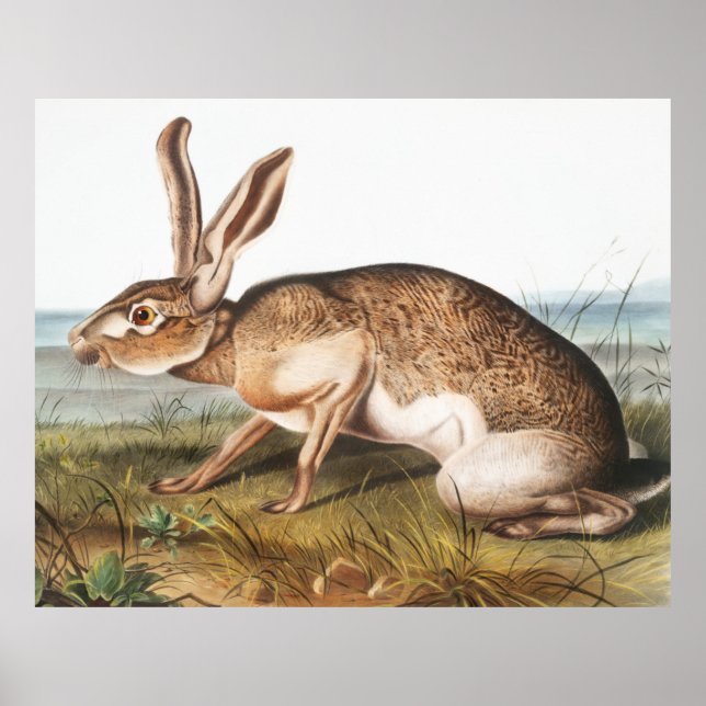 Texian Hare (Lepus Texianus) Poster (Framsidan)