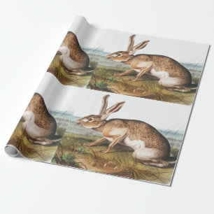 Texian Hare (Lepus Texianus) Presentpapper