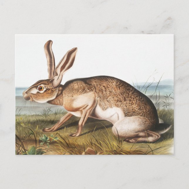 Texian Hare (Lepus Texianus) Vykort (Framsida)