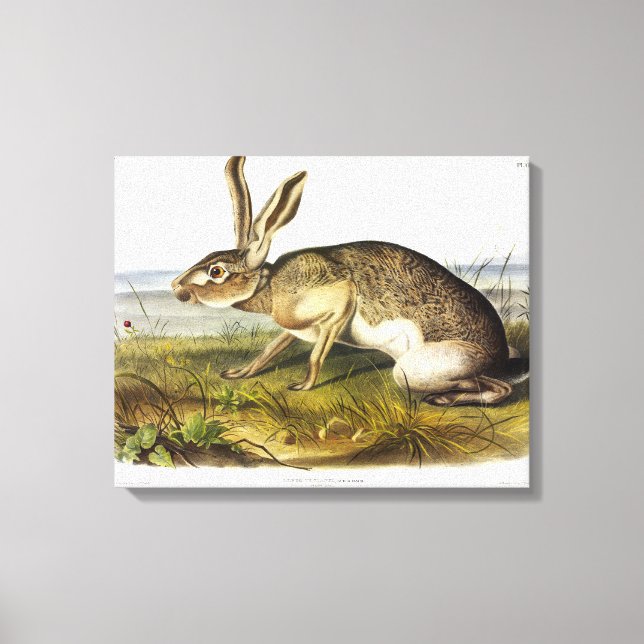 Texian Hare, svart Jack, kanin av Audubon Canvastryck (Framsida)