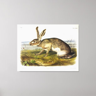 Texian Hare, svart Jack, kanin av Audubon Canvastryck