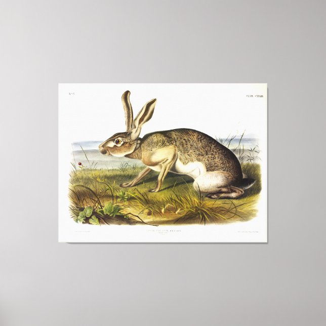 Texian Hare, svart Jack, kanin av Audubon Canvastryck (Framsida)