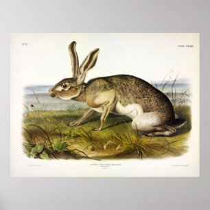 Texian Hare, svart Jack, kanin av Audubon Poster
