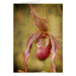 Texturerad damhäftklammermatareOrchid Hälsningskort