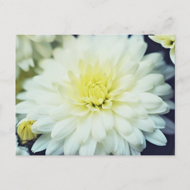 Texturerat Chrysanthemum Vykort (Framsida)
