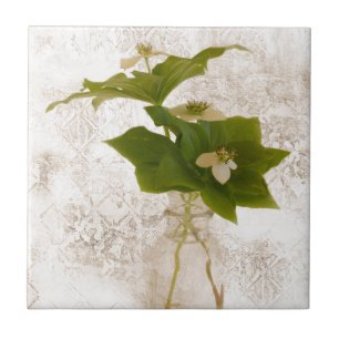 Texturerat Dogwood Bunch Berry i Burk still Life Kakelplatta