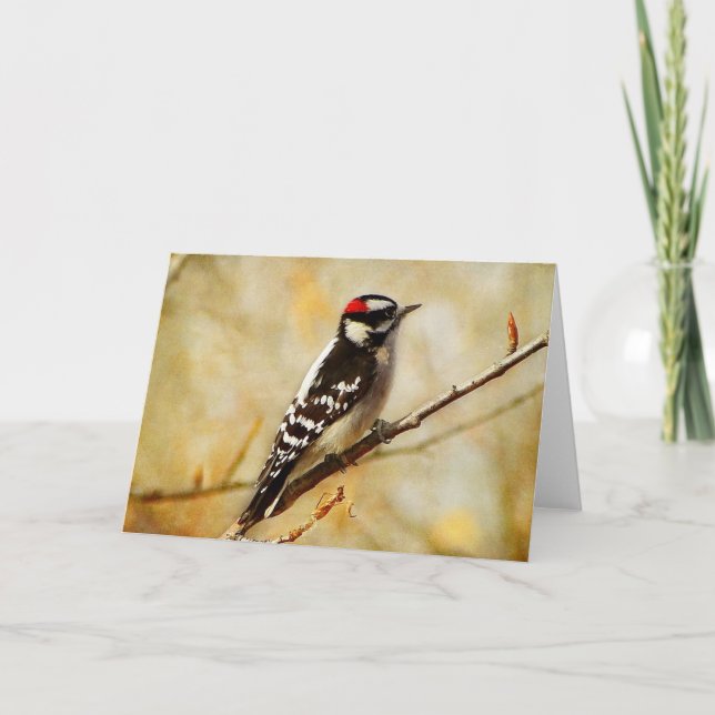 Texturerat Downey Woodpecker Greeting Card Kort (Framsida)