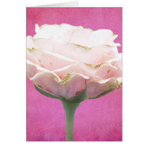 Texturerat Tillfällen-kort för Rosa ros Hälsningskort