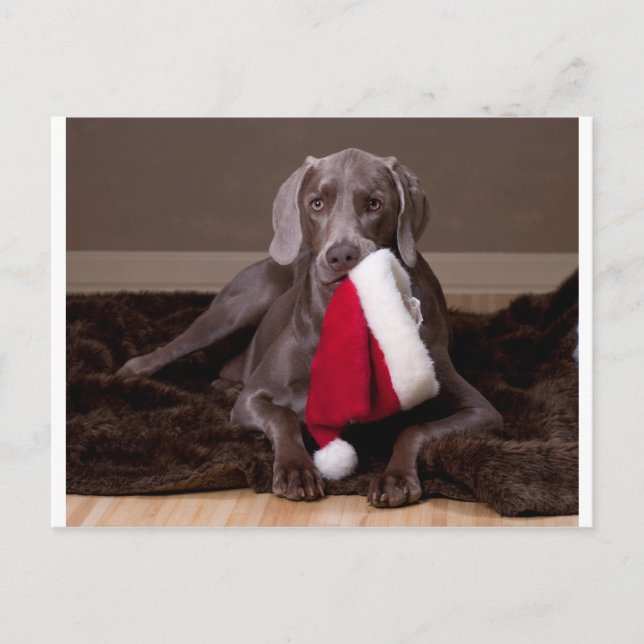 Teyla den Weimaraner och Santa hatten Helg Vykort (Framsida)