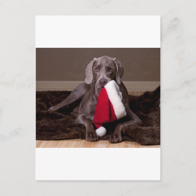 Teyla den Weimaraner och Santa hatten Helg Vykort (Framsida)