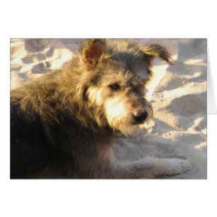 Thai Beach Hund Card Hälsningskort