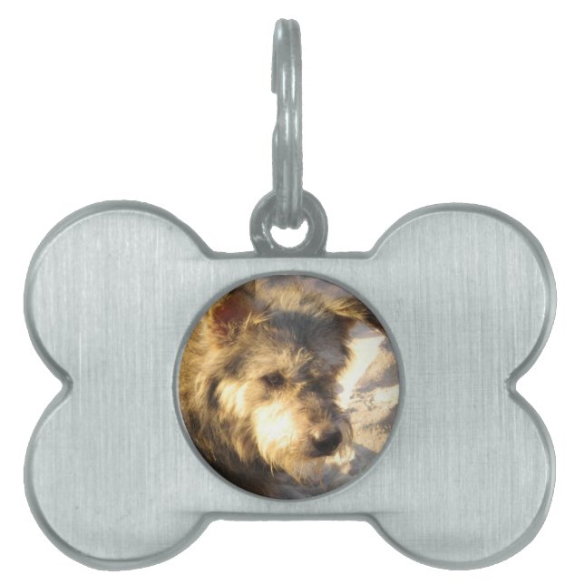 Thai Beach Hund ID-bricka Husdjur (Framsidan)