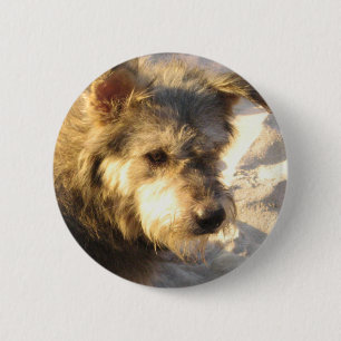 Thai Beach Hund Knapp
