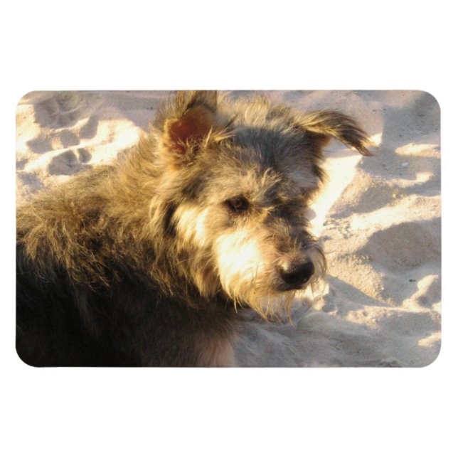 Thai Beach Hund Magnet (Horisontell)