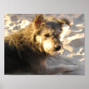 Thai Beach Hund Poster