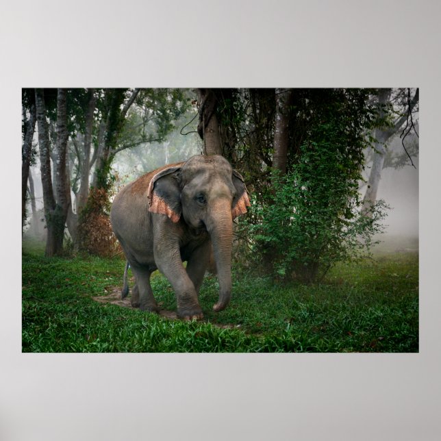 Thai Elephant Poster (Framsidan)