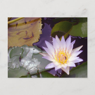 Thai Lotus, bin och fisk Vykort