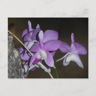 Thai Orchid Vykort