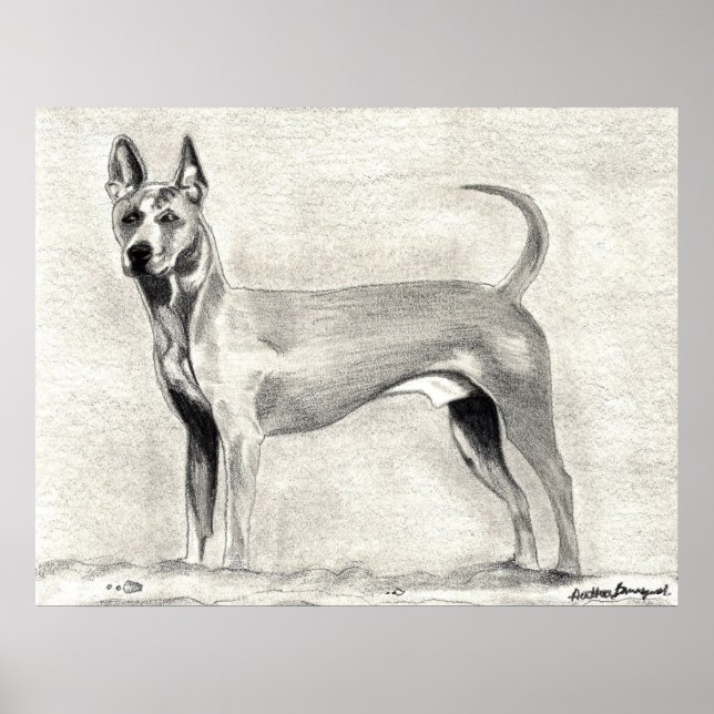 Thai Ridgeback-Hund Skriv ut Poster (Framsidan)