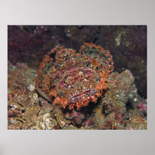 Thai Scorpionfish Porträtt Poster