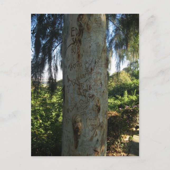 Thai Träd Graffiti Vykort (Framsida)