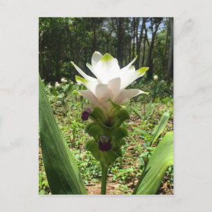 Thai Tulips, Blommor från Thailand Vykort