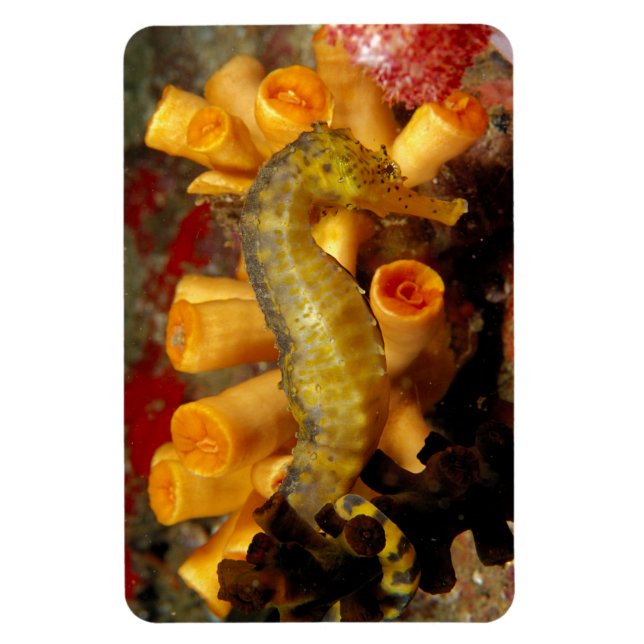 Thailand, Close Seahorse Magnet (Vertikal)