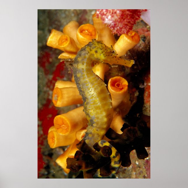 Thailand, Close Seahorse Poster (Framsidan)