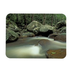 Thailand, Kohsamui-ön, regnskogslandskap. Magnet