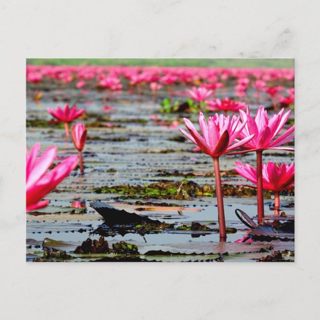 Thailand - Kumphawapi Lotus Lake Helg Vykort (Framsida)