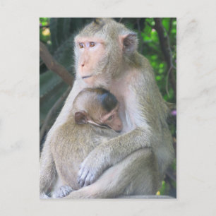 Thailand Monkey Mor och Child Hug Vykort