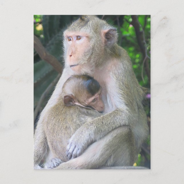 Thailand Monkey Mor och Child Hug Vykort (Framsida)