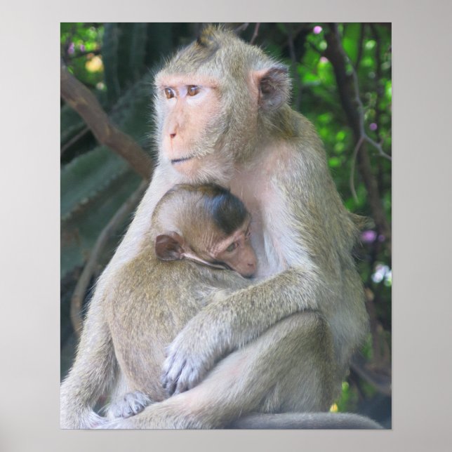 Thailand Monkey Mother and Child Hug Poster (Framsidan)